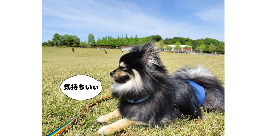 いち大きな芝生広場