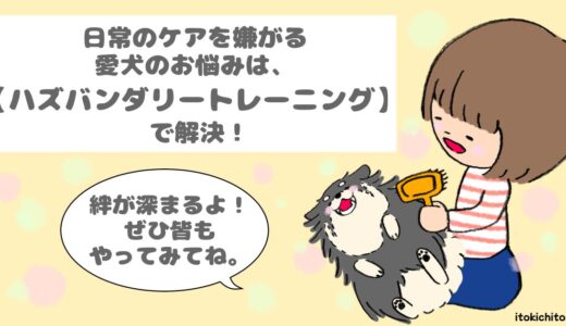 日常のケアを嫌がる愛犬のお悩みは、【ハズバンダリートレーニング】で解消！ 愛犬との絆を深める！