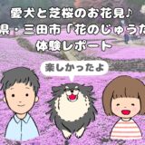 花のじゅうたんアイキャッチ画像