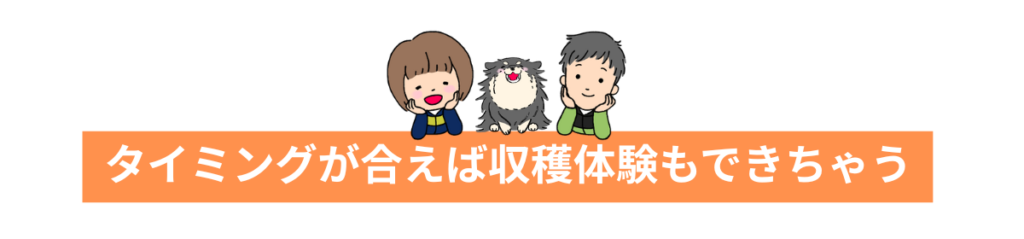 タイミングが合えば収穫体験もできちゃう