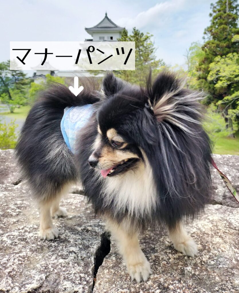 マナーパンツ