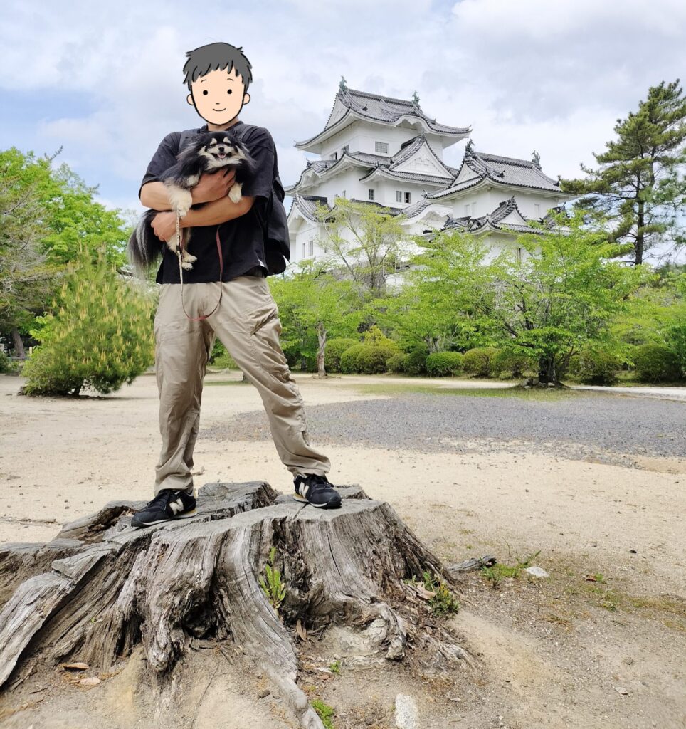 伊賀上野城前の大きな切り株
