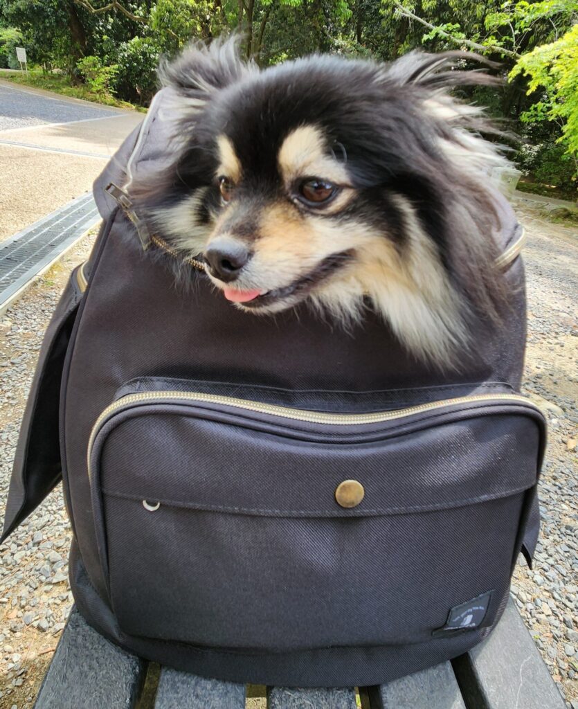 犬用キャリーバッグ
