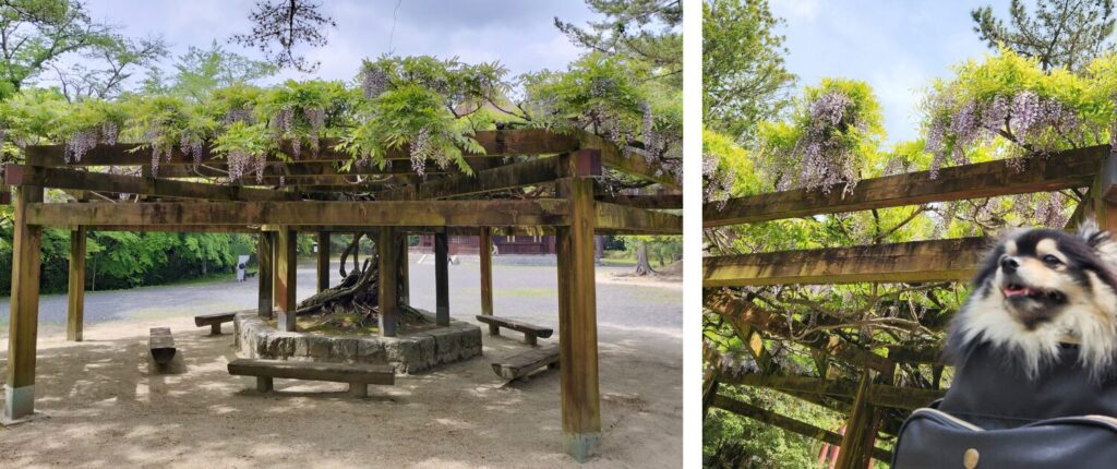 藤の花といち