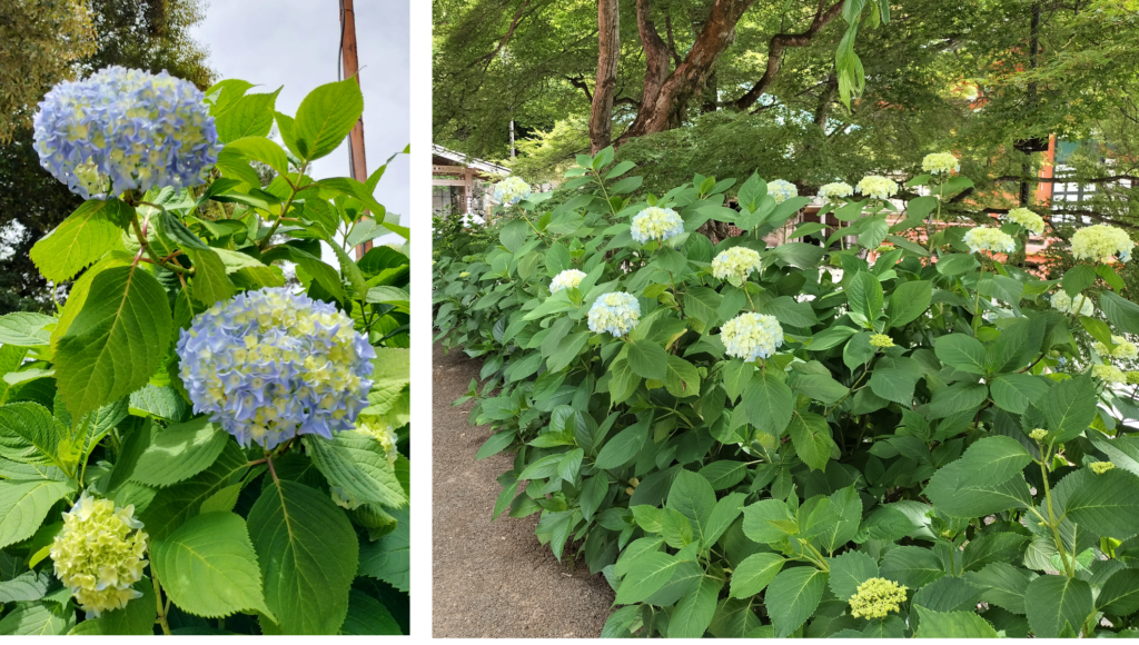 勝尾寺のアジサイ