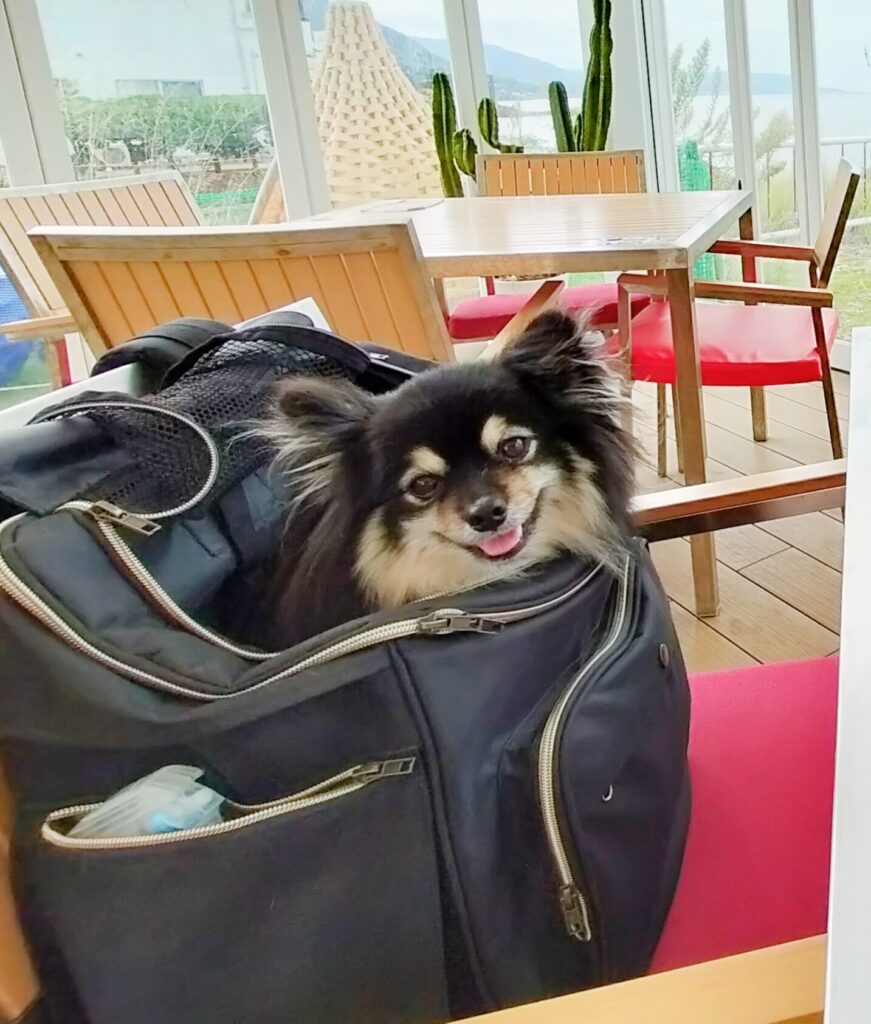 笑顔のいち