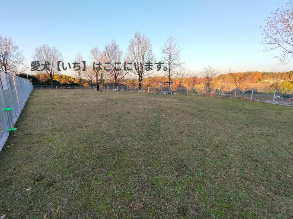 ハーベストの丘-ドッグランいち