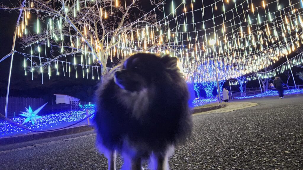 ハーベストの丘-光のカーテンといち