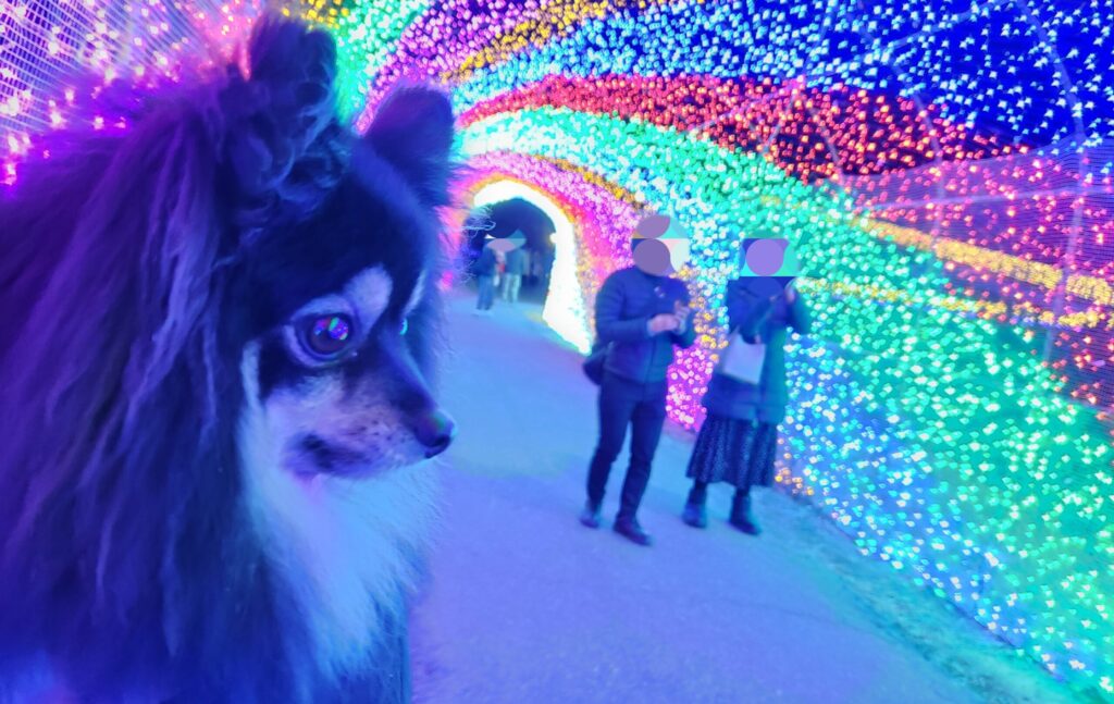 ハーベストの丘-光のトンネルといち