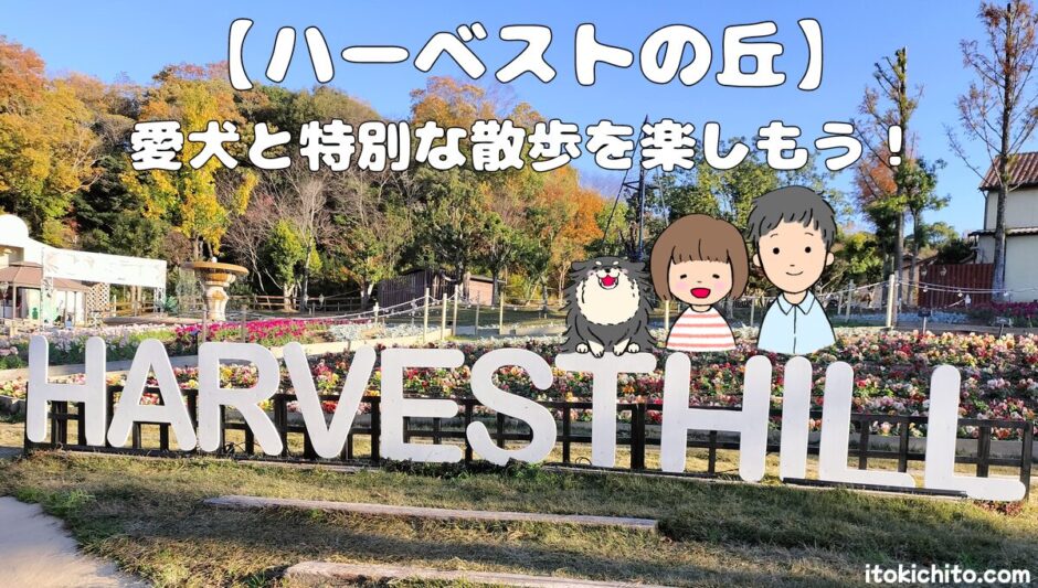 ハーベストの丘　昼アイキャッチ