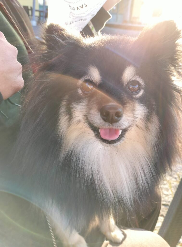 ハーベストの丘-焼き芋ハーフいち