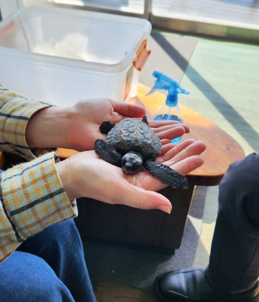 ウミガメの赤ちゃん