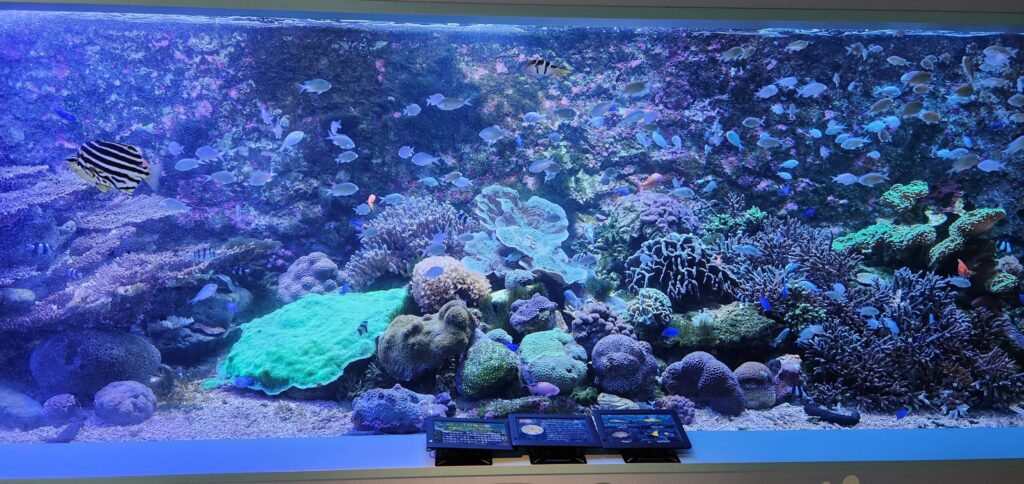 入り口付近の水槽