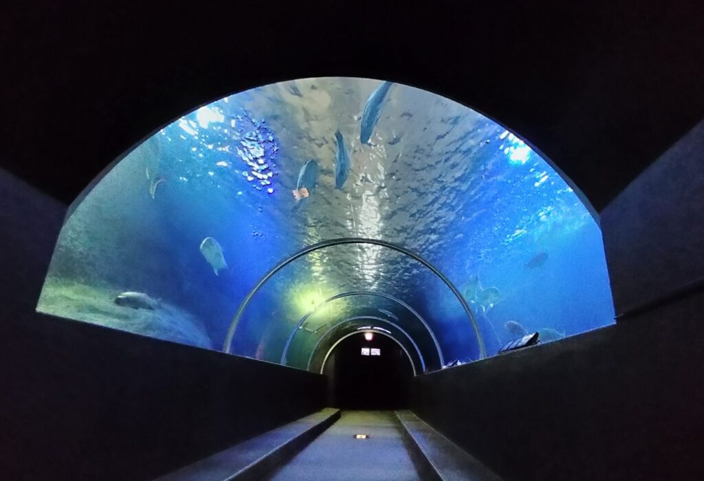 水中トンネル水槽