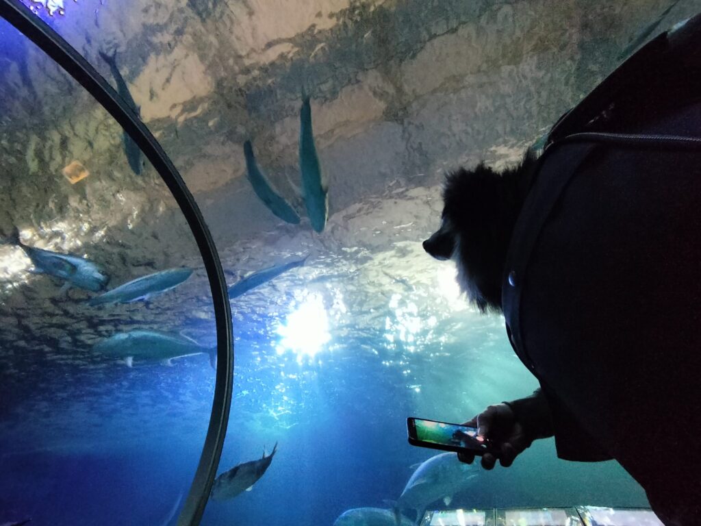 水中トンネル水槽といち