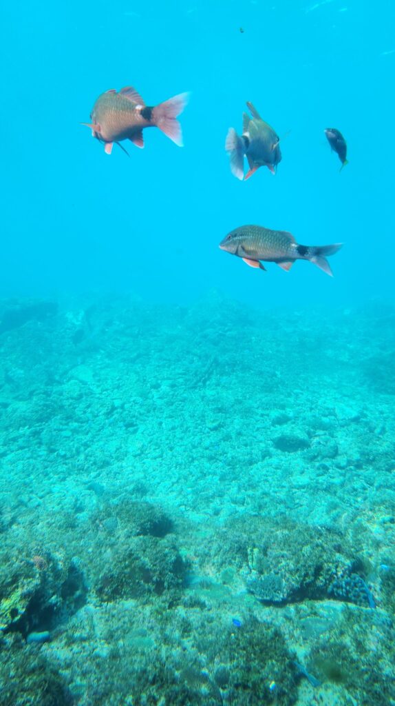 海中展望塔内の魚
