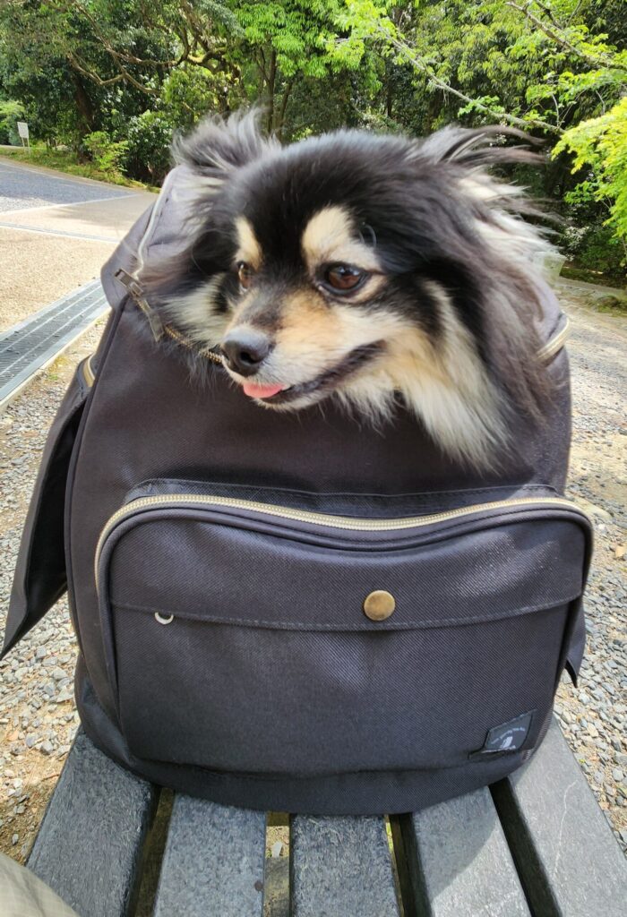 ベンチに置いた時