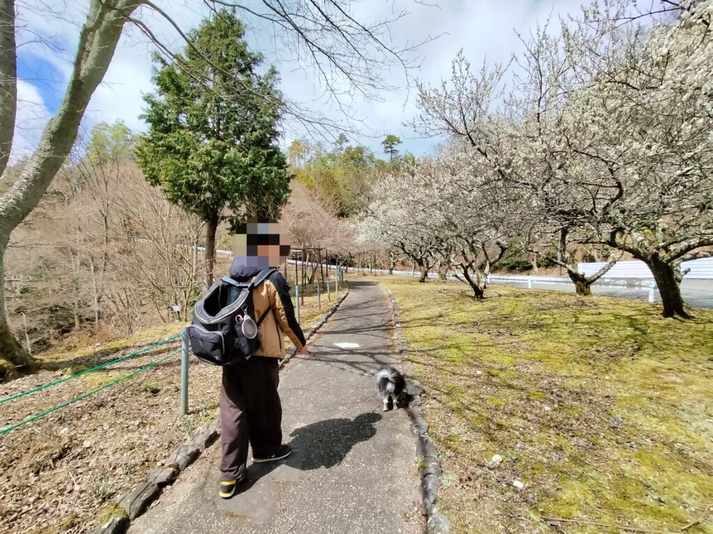 保津峡展望台までの桜並木