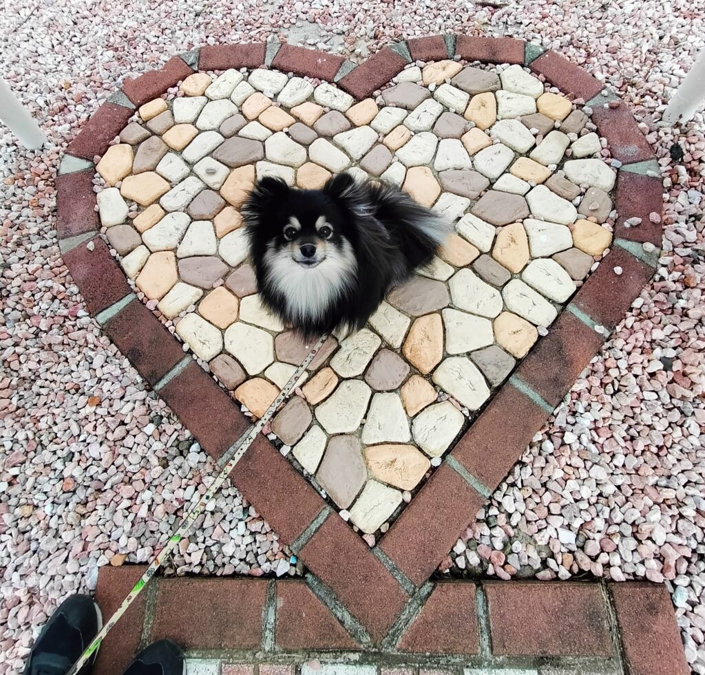 菖蒲ヶ丘展望台といち