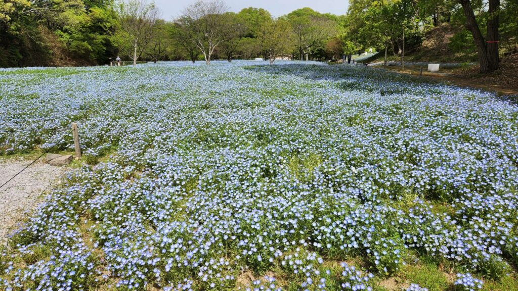 ネモフィラ5〜6分咲き