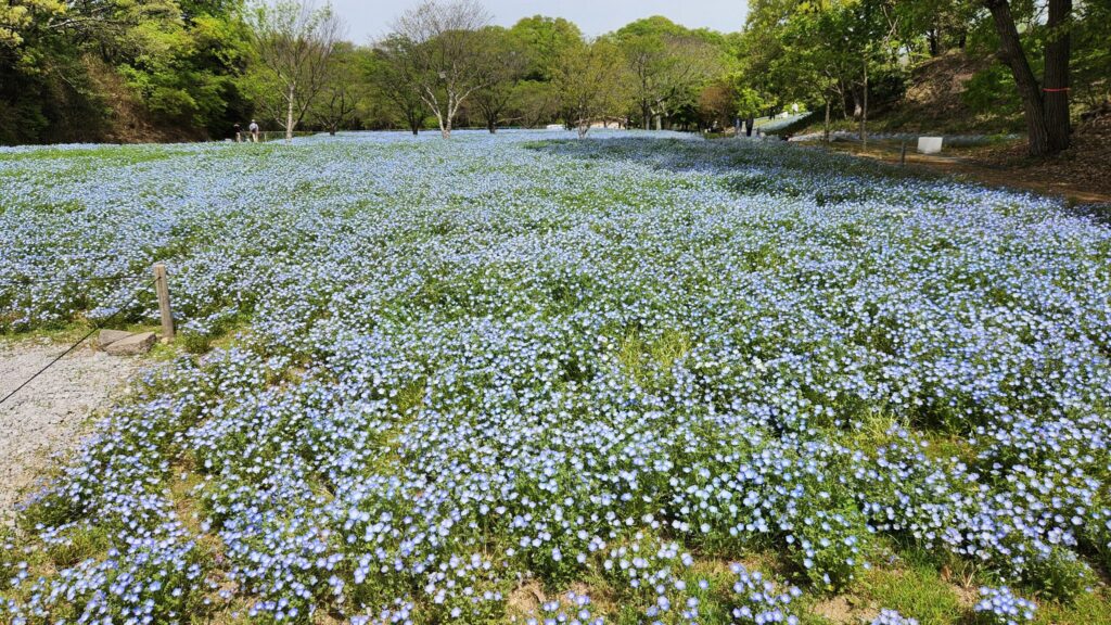 ネモフィラ5〜6分咲き