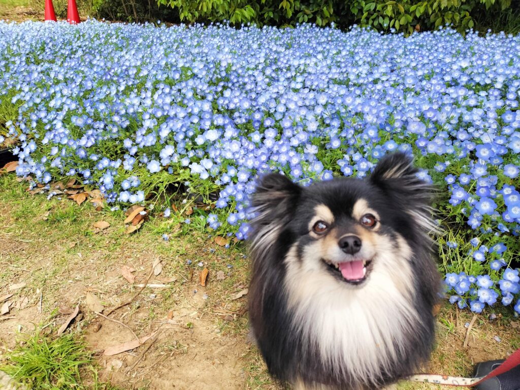 ネモフィラといち