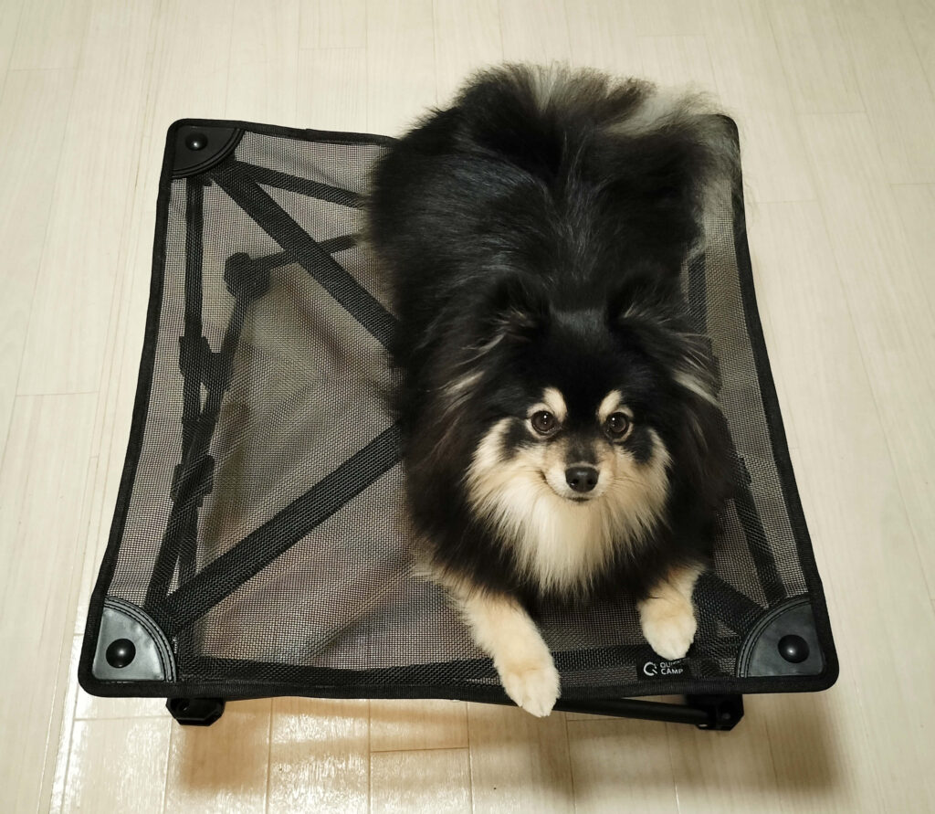 メッシュ