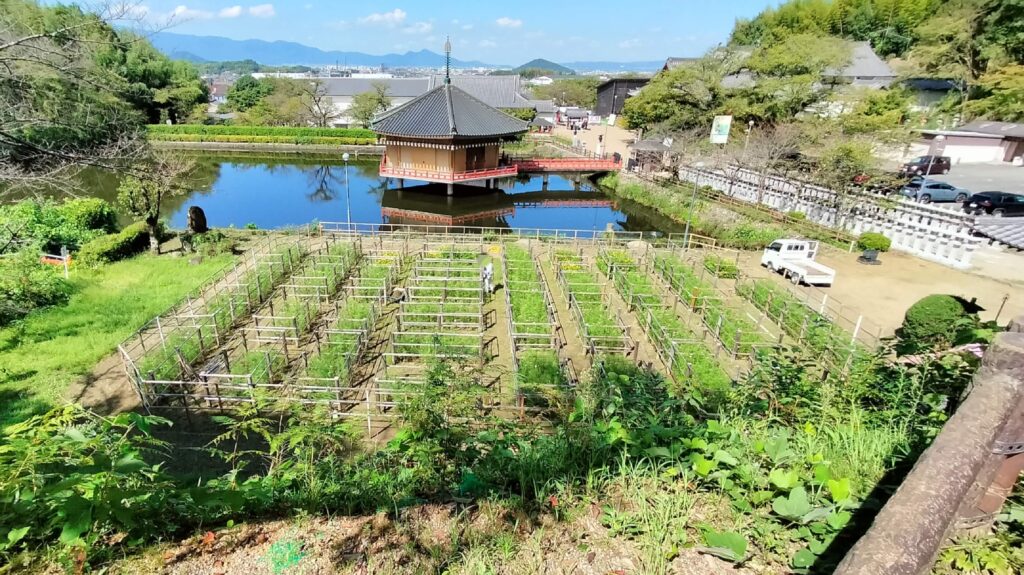 コスモス迷路3